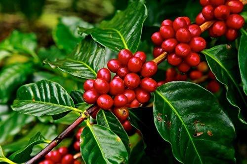 Coffee growing in colombia