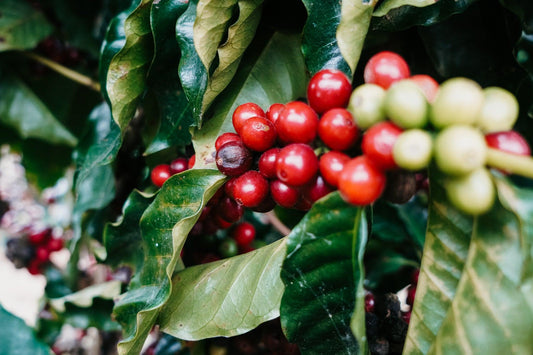 Australian and brazilian coffee