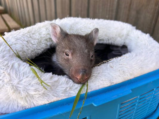 Brewing Change: Why Mikro Coffee Roasters Supports Surfcoast Wildlife Rescue