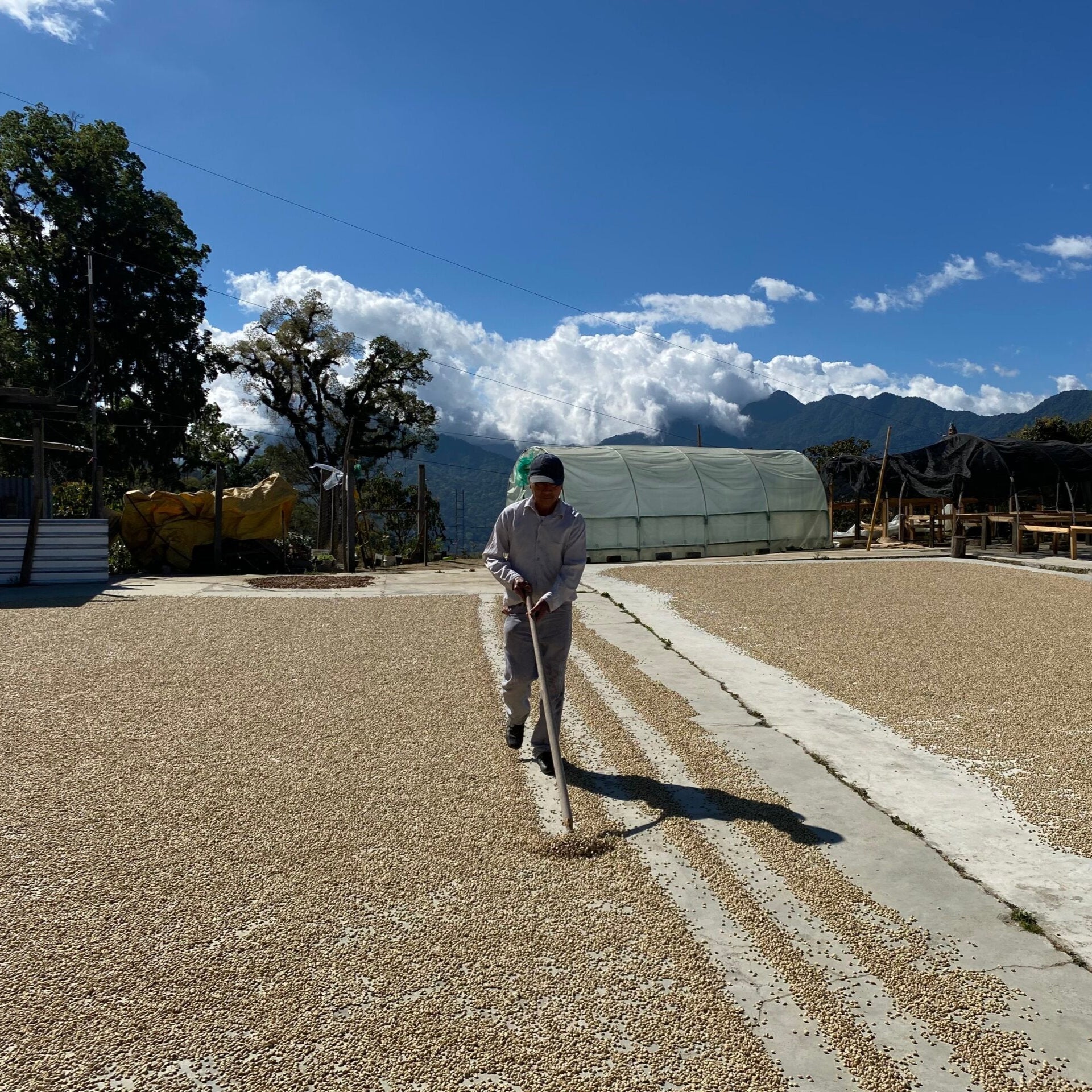 organic mexican chiapas estiba - 1