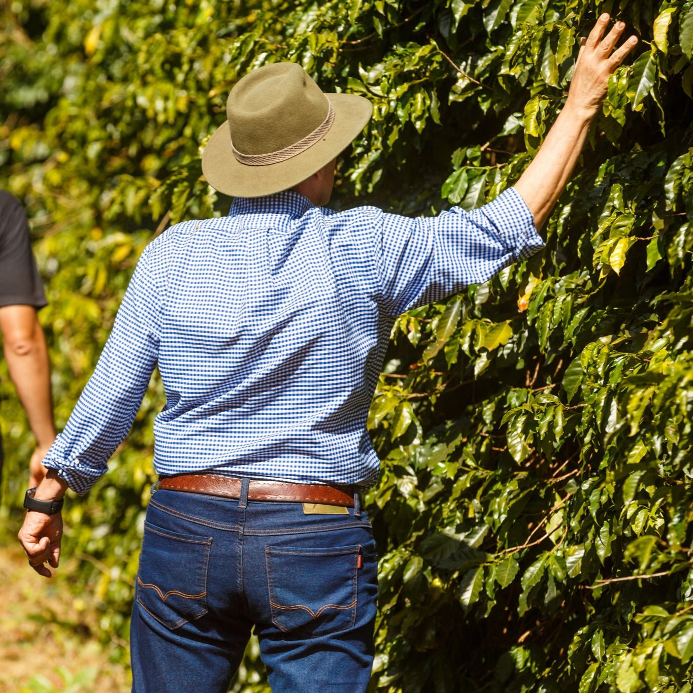 Silvestre Estate - Farmer - 3