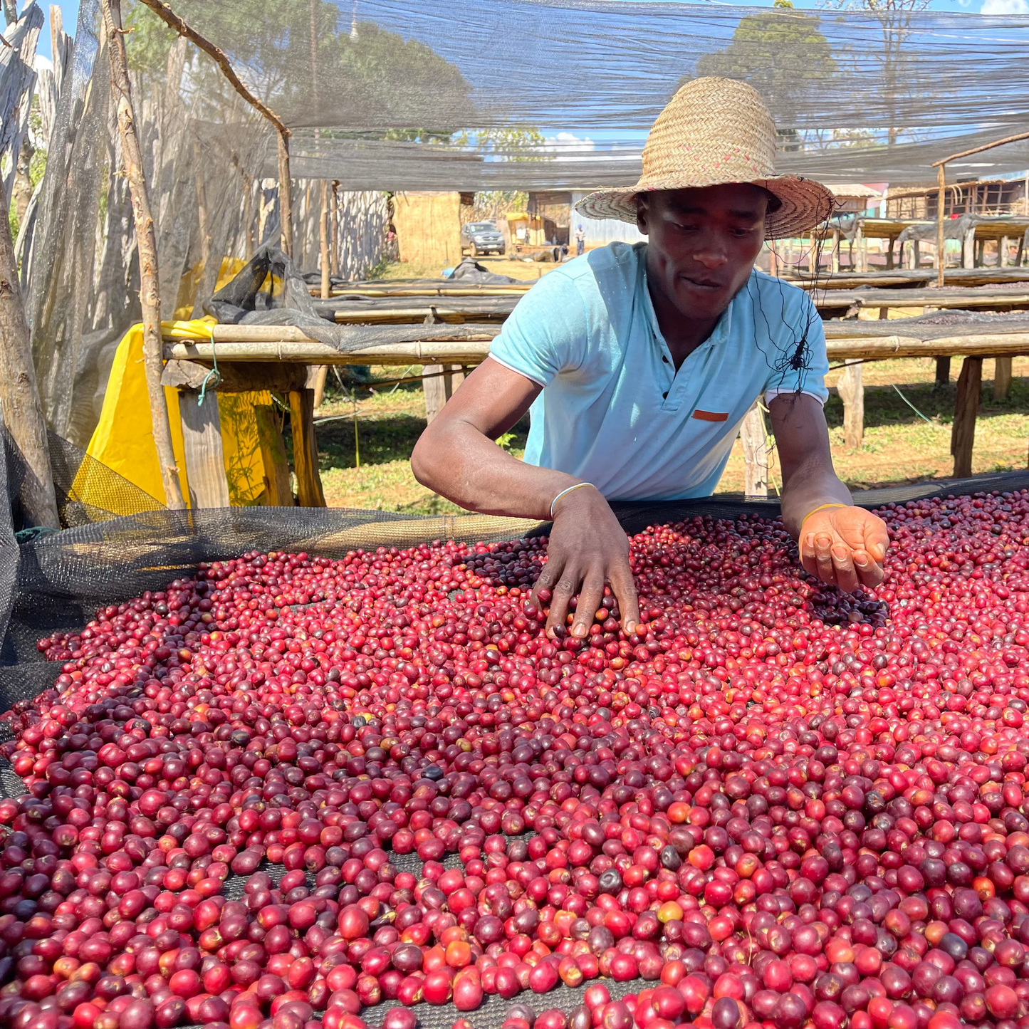 Ethiopian Natural - Guji, Harosema
