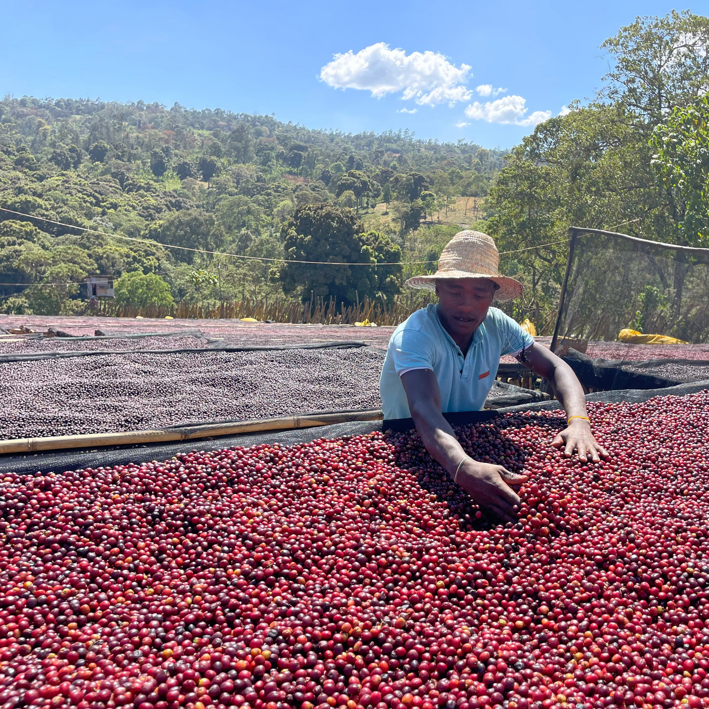 Ethiopian Natural - Guji, Harosema