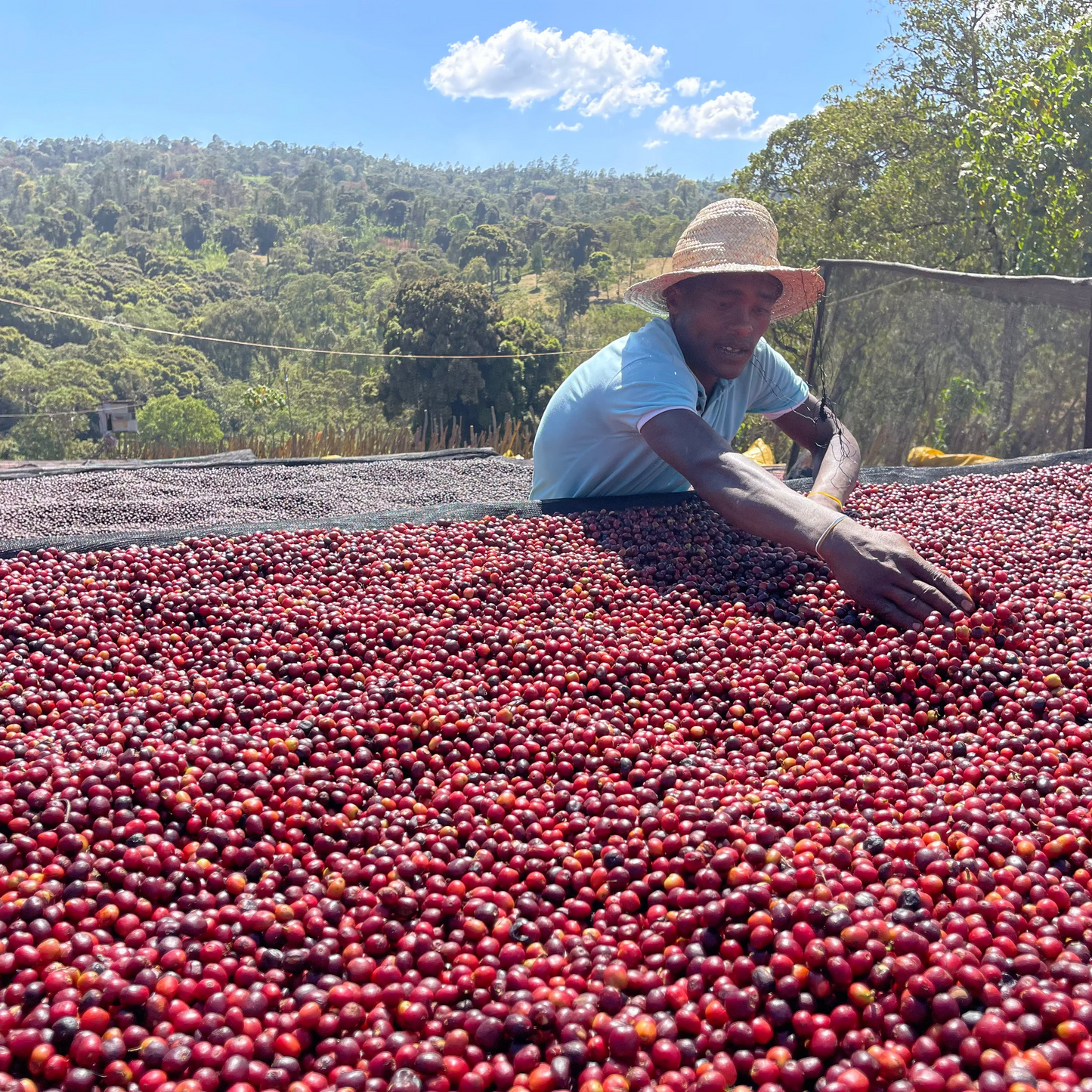 Ethiopian Natural - Guji, Harosema