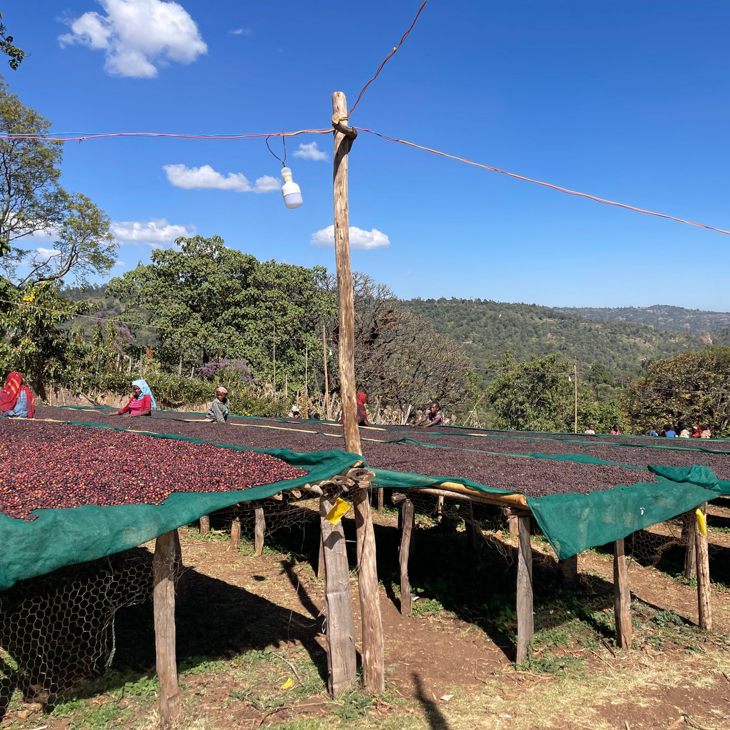 Ethiopian Natural - Guji, Harosema