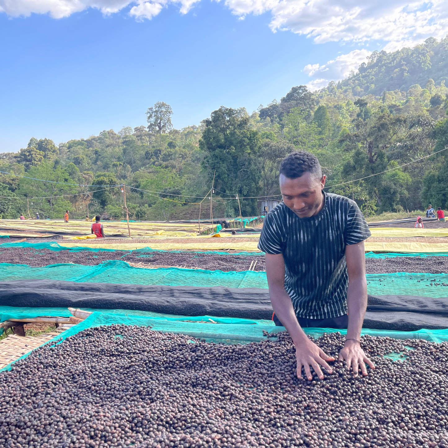 Ethiopian Natural - Guji, Harosema