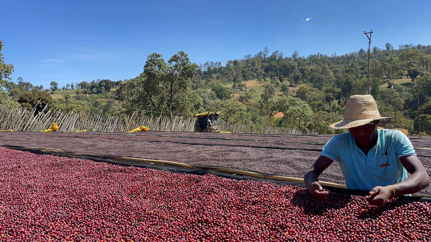 Ethiopian - Guji, Harosema | Mikro Coffee Roasters Torquay