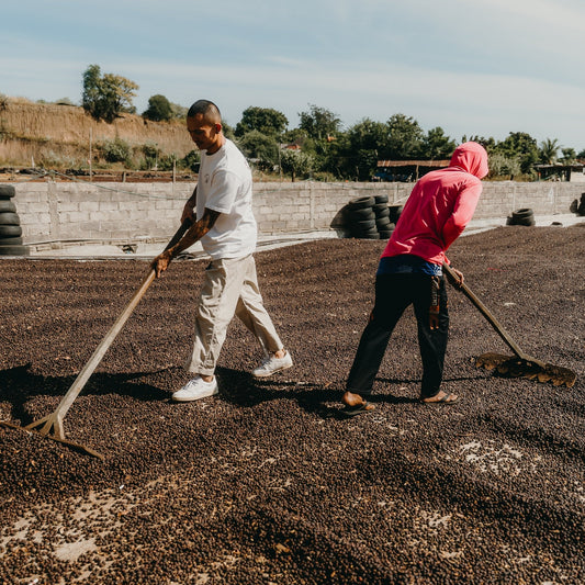 Indonesia - Bali Natural | Mikro Coffee Roasters Torquay