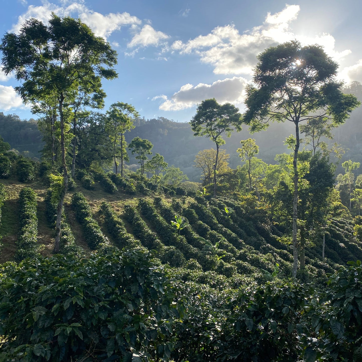 nicaragua java grande natural - 3
