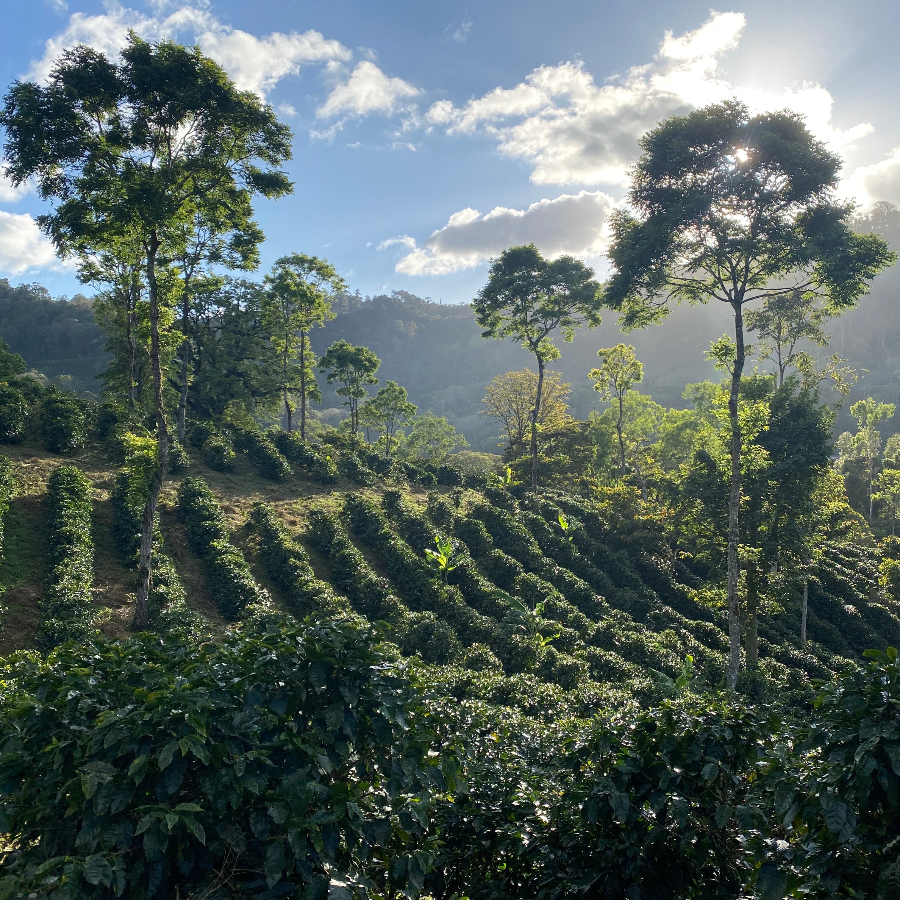 nicaragua java grande natural - 3
