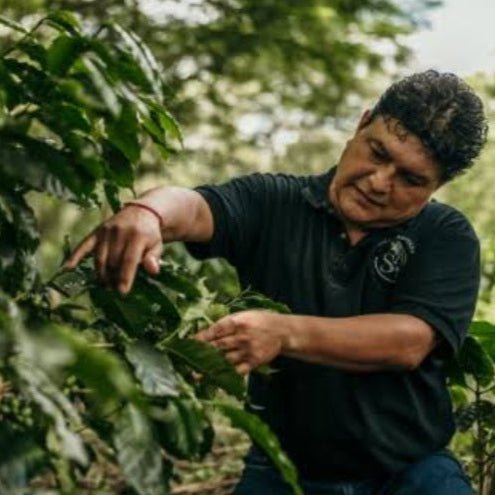 organic mexican chiapas estiba - 0