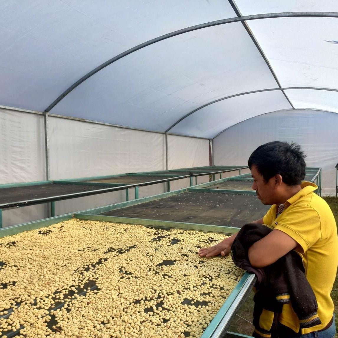 organic mexican chiapas estiba - 2