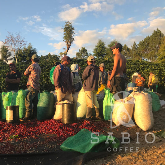 nicaragua java grande natural - 0