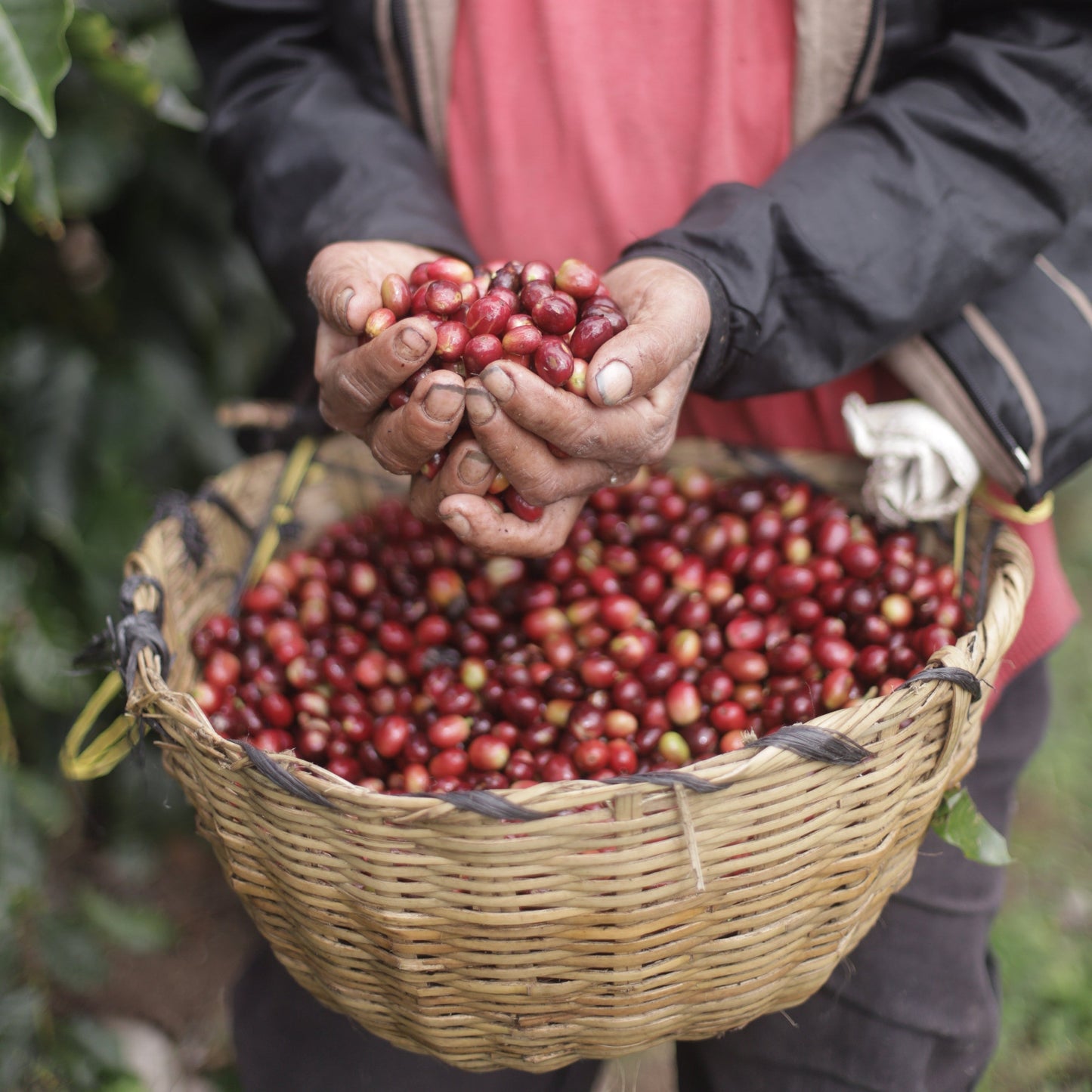 nicaragua java grande natural - 4