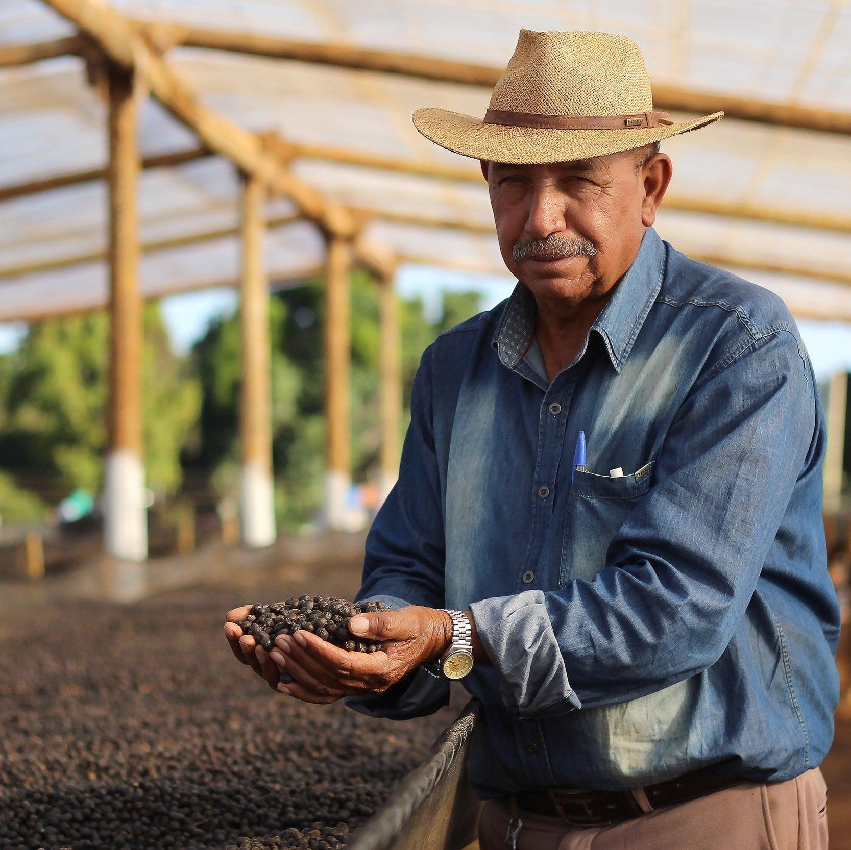 Brazil Sao Silvestre Estate - Ismael & Romulo Andrade Direct Trade Coffee - Mikro Coffee Roasters Torquay