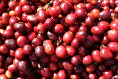 Ethiopian - Guji, Harosema | Mikro Coffee Roasters Torquay