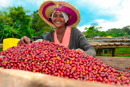Ethiopian - Guji, Harosema | Mikro Coffee Roasters Torquay