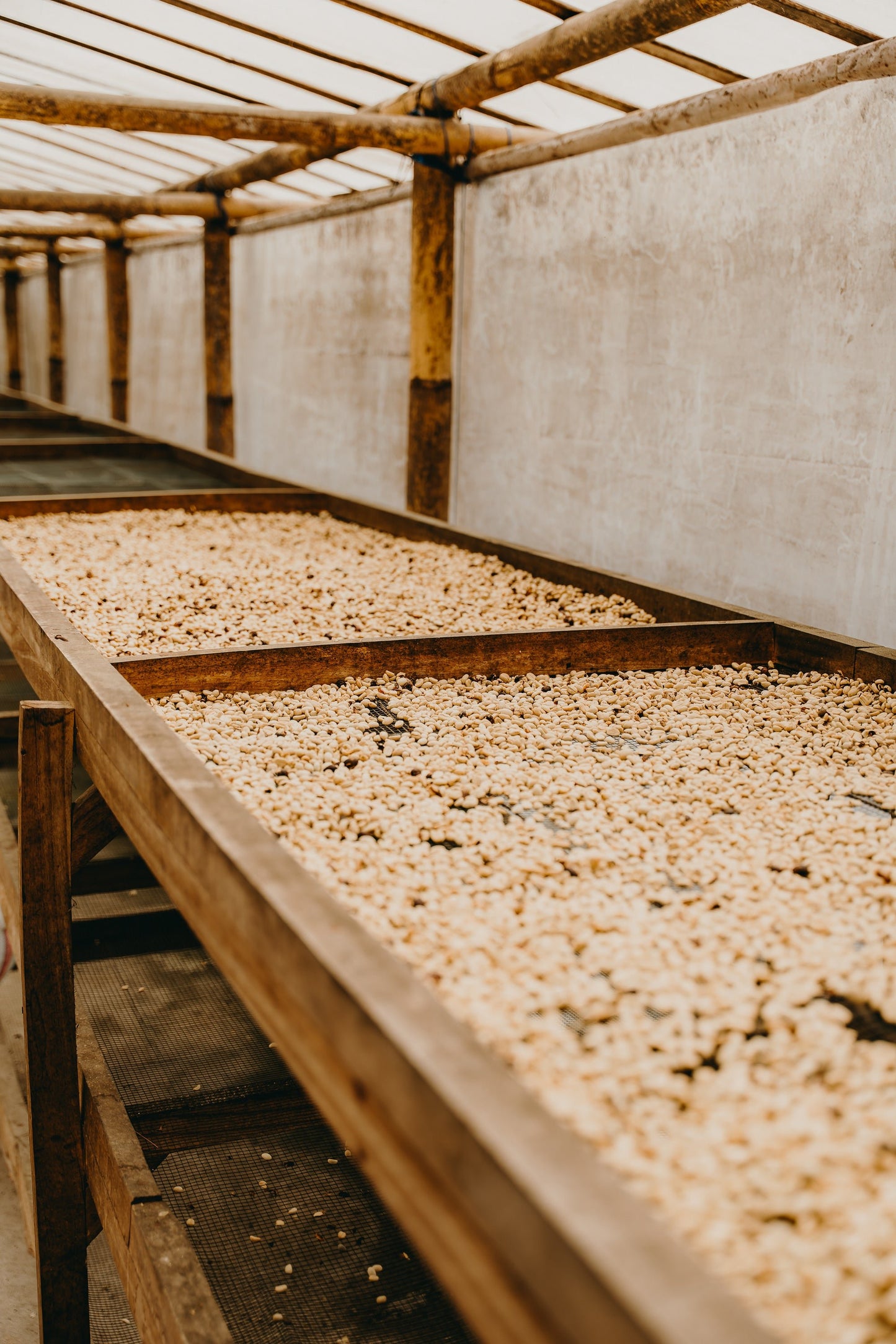 Indonesia - Bali Natural | Mikro Coffee Roasters Torquay