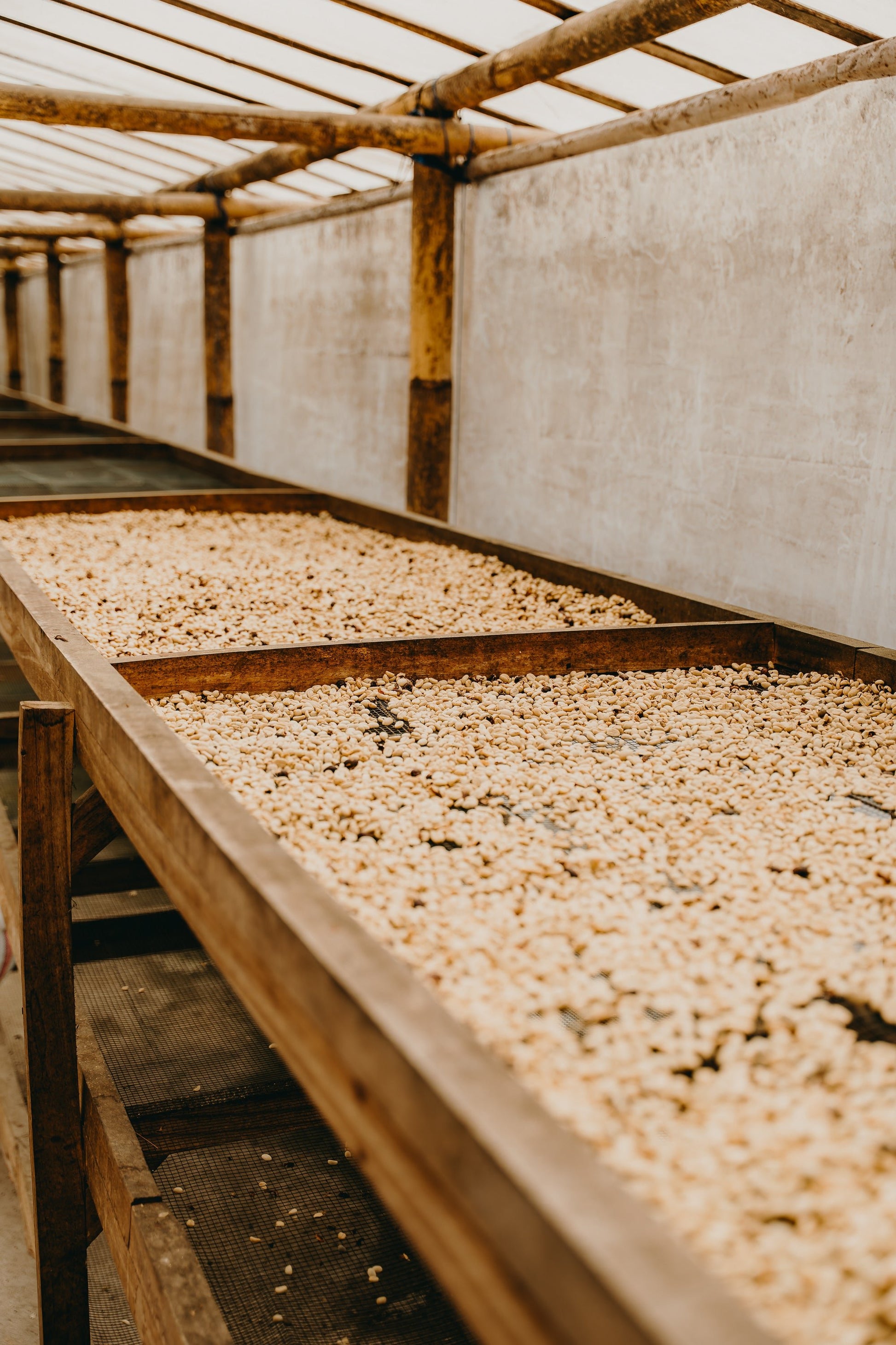 Indonesia - Bali Natural | Mikro Coffee Roasters Torquay