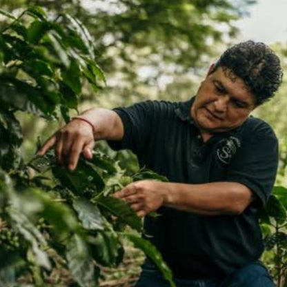 Organic Mexican - Chiapas Estiba