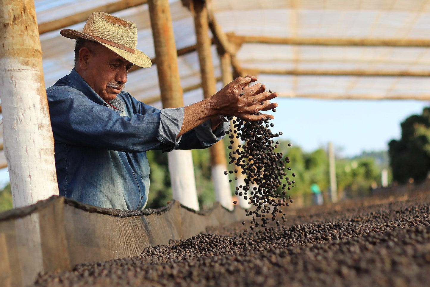 sao silvestre natural process coffee
