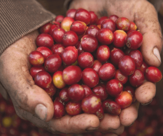 Organic Honduras La Avi Direct Trade Coffee - Mikro Coffee Roasters Torquay
